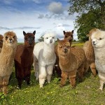 llamas!