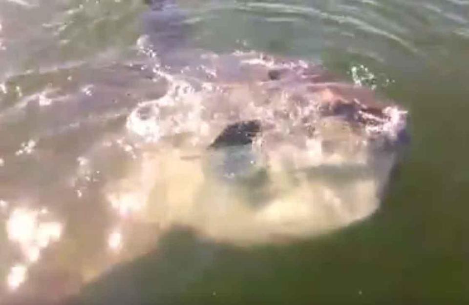 sunfish